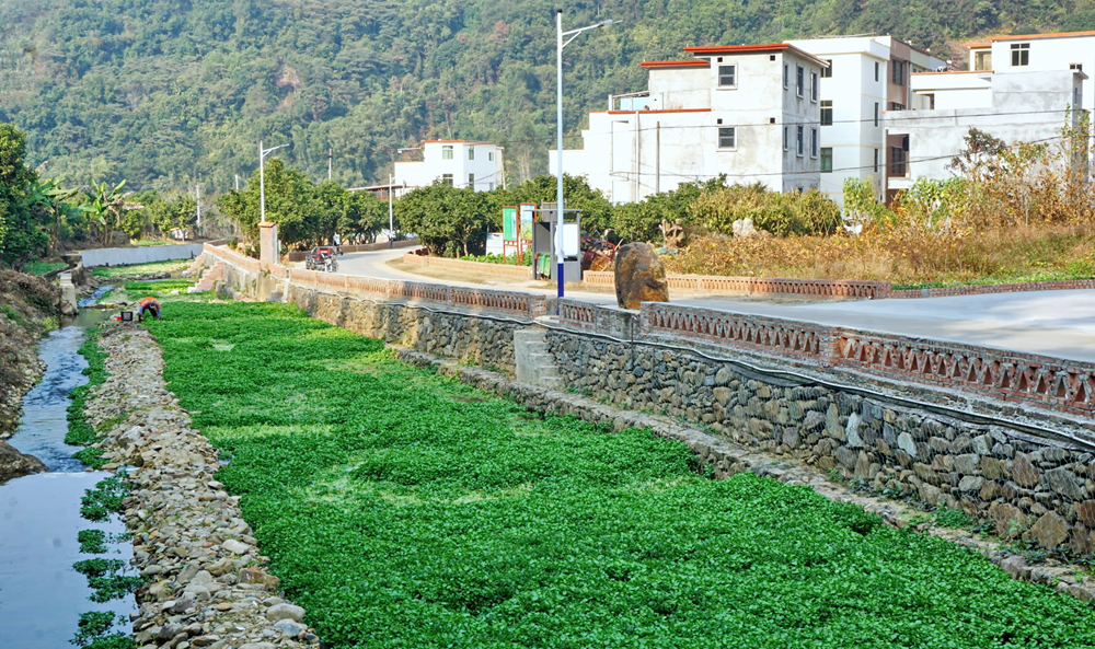 郁南县建城镇车滘村利用山泉水种植西洋菜。滘西