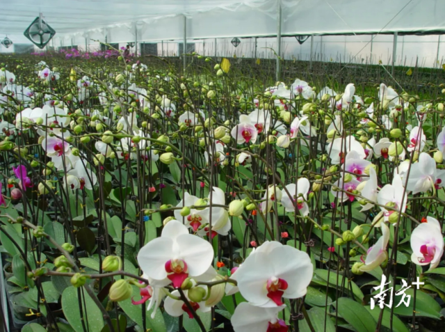 缤纷花卉靓广东!省县驿站联动推进绿美生态建设