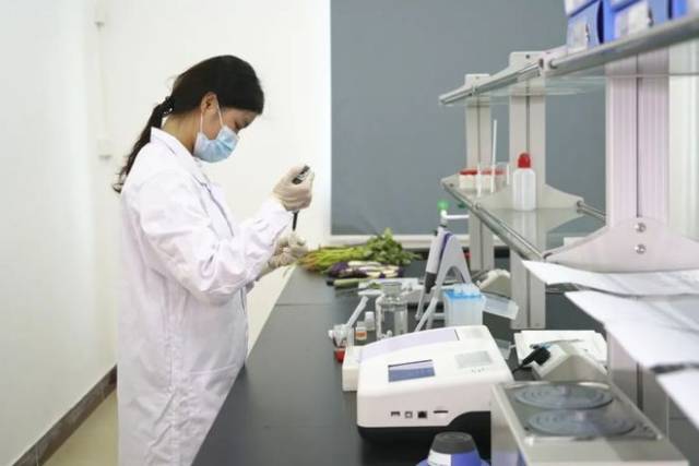 肇庆全发农业发展有限公司检测人员对基地准备采收上市的蔬菜进行检测。