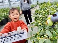 “莓”好“田”缘，请到畲江过大年｜新春走基层