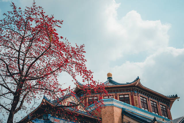 广州中山纪念堂的红木棉。 视觉中国供图