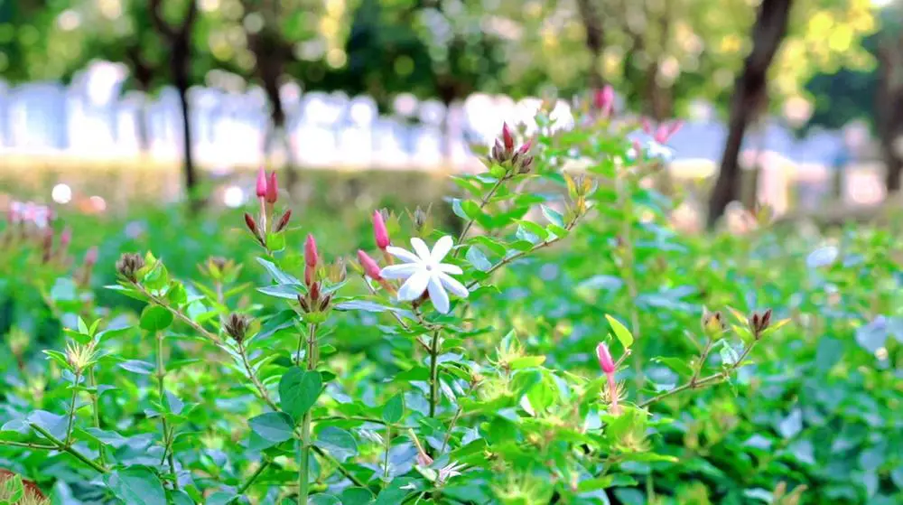 明末清初，广州就以种植素馨花闻名。羊城齐唱