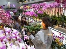 2025有啥年花“新宠”？一起到岭南花卉市场“行花街”
