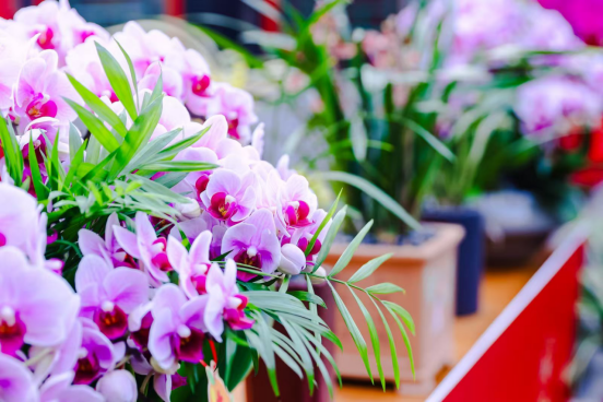 精美的翁源兰花。