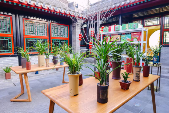 翁源兰花展示区。