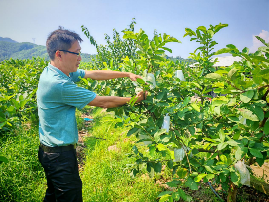 布锦荣在检查树木的生长情况。  受访者供图