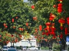 晨观山海 | 春节“气氛组”已就位
