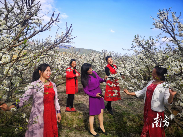 最佳赏花期已到！茂名信宜启动2025李花旅游文化节