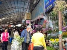 2025有啥年花“新宠”？价格如何？记者实探岭南花卉市场
