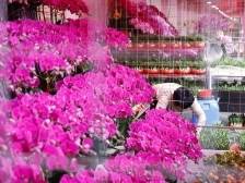 沙湾墨兰知多D！一同领略多样品种的清雅之美