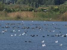 另一处“小鸟天堂”！春节假期，来偶遇大自然的精灵｜中山水韵