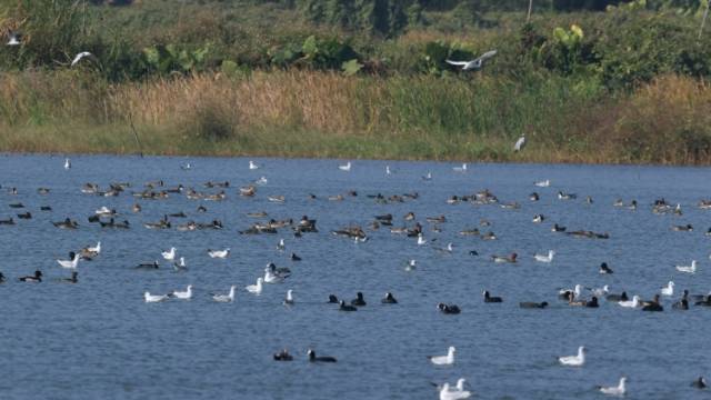 另一处“小鸟天堂”！春节假期，来偶遇大自然的精灵｜中山水韵