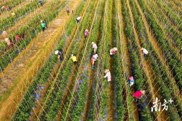 丰收季，采摘忙！