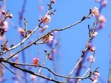 来广州黄埔，观赏宫粉梅花