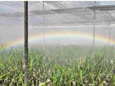 沙湾墨兰形象焕新，农业文旅融合发展