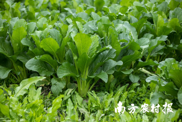 连州菜心的甜是自然甜。