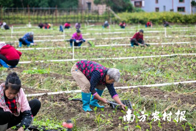连州菜心产业带动万千农户增收致富。