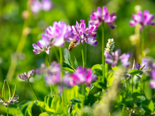 广东：紫云英盛放“颜值”变“价值”，“绿肥+”打造农文旅消费新场景