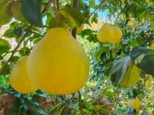 “知”农更“支”农！客商银行“惠农贷”为乡村产业发展注入金融活水