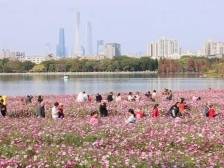 暖阳伴新春，来花海晒春感受花城年味