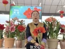 东莞农食大咖贺新年：圣茵花卉总经理张文心｜2025食博会·预博会等您来