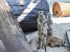 春节假期，深圳动物园10只细尾獴入住新家