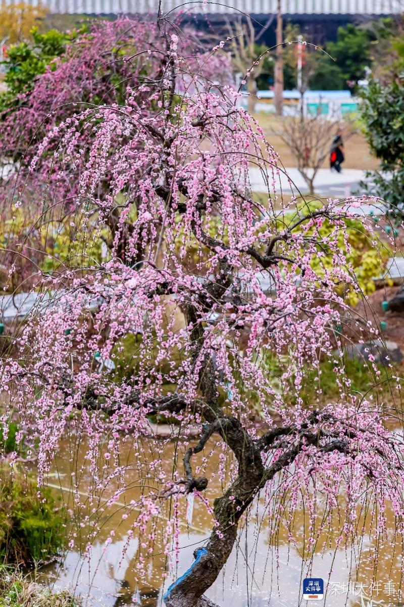 梅花枝 深圳举办“垂影一枝梅”花展梅中奇品粉瀑垂落令人惊艳_南方+_南方plus