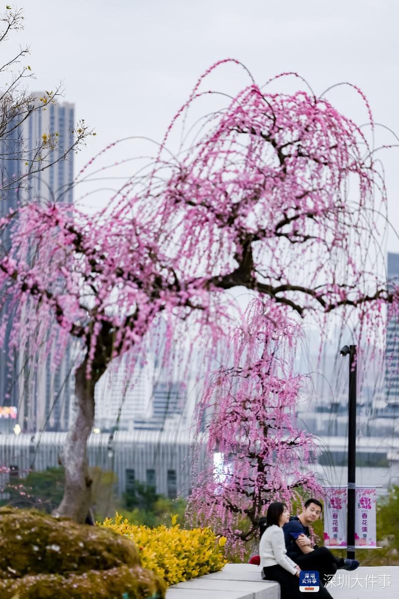 梅花枝 深圳举办“垂影一枝梅”花展梅中奇品粉瀑垂落令人惊艳_南方+_南方plus