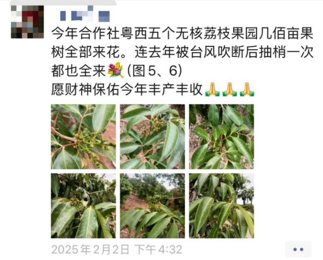 广东种植大户在朋友圈“晒”荔枝来花图。