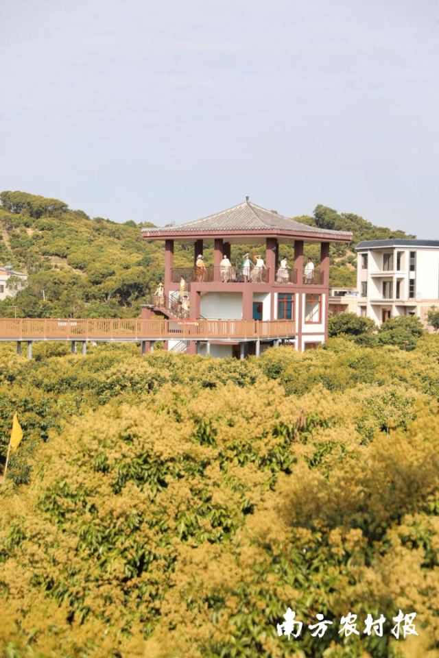 每年三月前后，茂名万亩荔枝花海待游客赏玩。