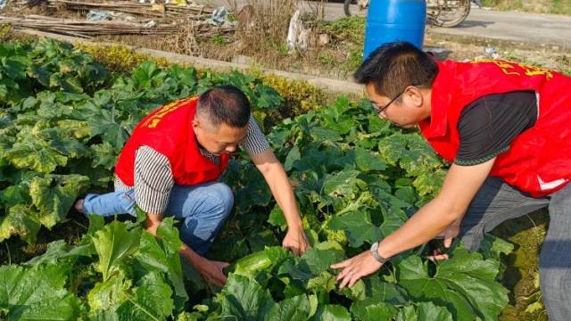 “一盘棋”推进农技服务，广东有这些“妙招”