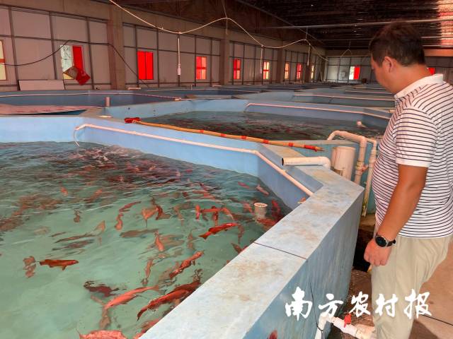 经过数十年发展,阳西海水鱼苗行业知名度不断提高,图为海元公司东星斑培育基地。 经过数十年发展,阳西海水鱼苗行业知名度不断提高,图为海元公司东星斑培育基地。