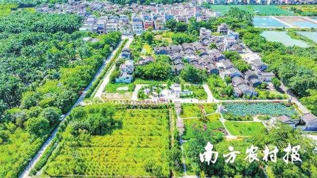 绿意葱茏得江门市新会区独联村。