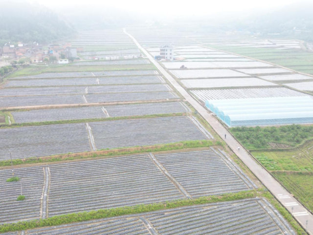 图为广东宏峰农业科技有限公司种植基地。