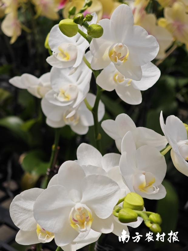 翁源万艺信息科技有限公司兰花种植基地培育的蝴蝶兰。