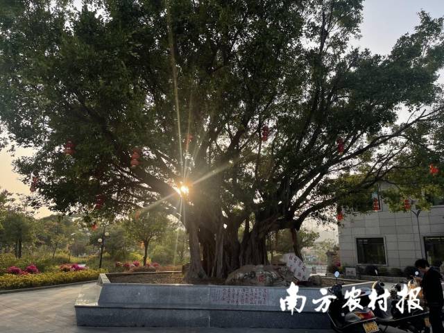 同心湖公园门口的古榕树。