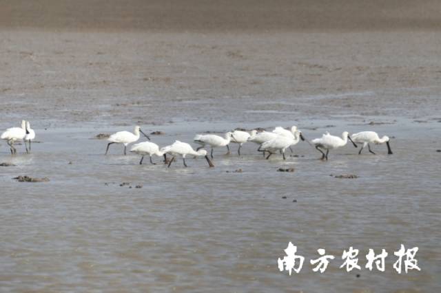 广东越冬水鸟数量增长：一级保护物种翻三倍 灰燕鸻首现湛江