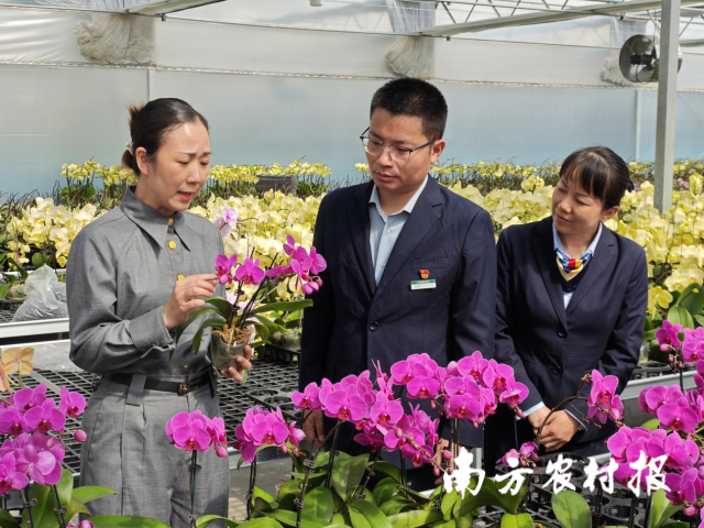 严恋花向邮储银行韶关市分行工作人员介绍其培育的蝴蝶兰幼苗。