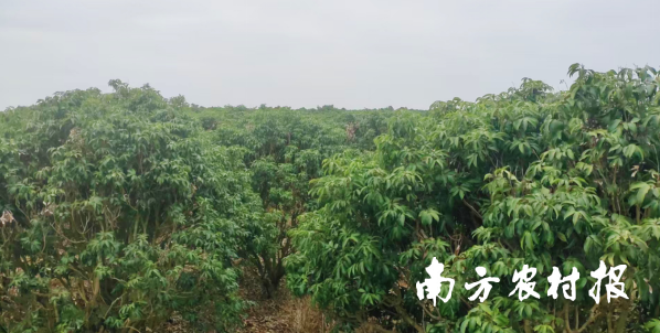 英利镇荔枝有望迎来丰收年。 英利镇荔枝有望迎来丰收年。