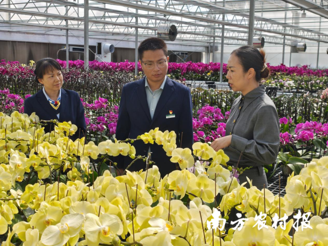 邮储银行韶关市分行工作人员走访调研严恋花的兰花种植基地。