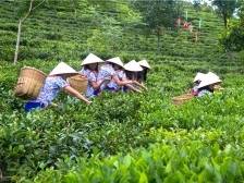 江门市农业农村局郑少强：奋力描绘侨都“农业强、农村美、农民富”新画卷