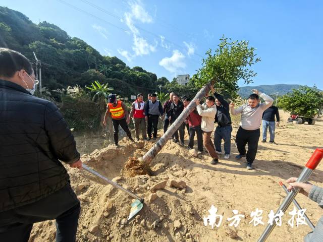 茂名高州市新垌镇年初二“年例林”植树活动。