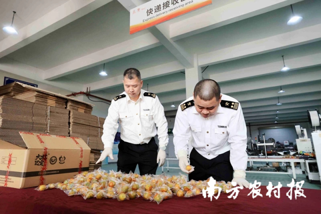 柳州海关工作人员对即将出口的融安金桔进行现场查验。图/谭凯兴  摄