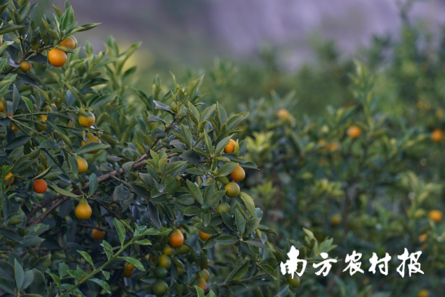 生长中的融安金桔。