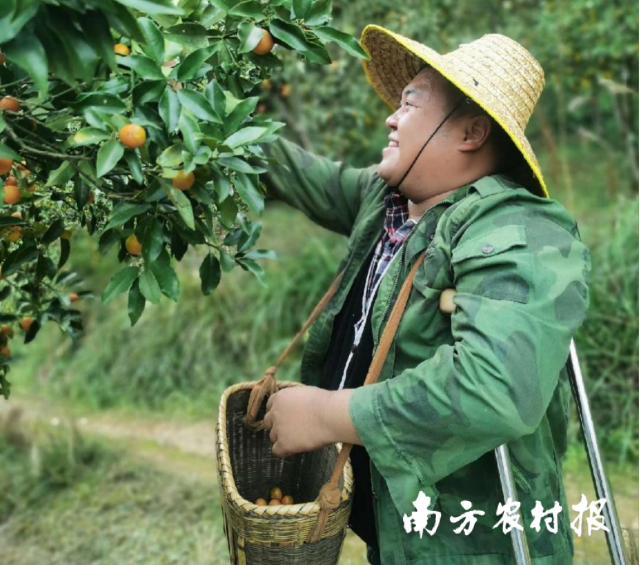 “桔乡小胖”品牌曾凡俊正在采摘金桔。