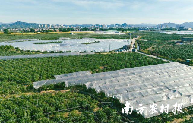 “三避”大棚技术保障融安金桔品质与产量。