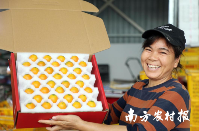 融安金桔带动万千农户增收致富。