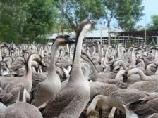 司法建议“落”地有声，开平法院助力马冈鹅产业“一路高歌”