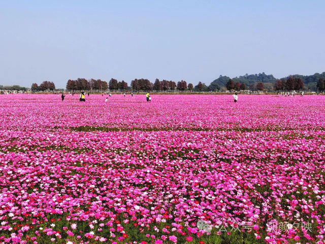 崖口格桑花景观。