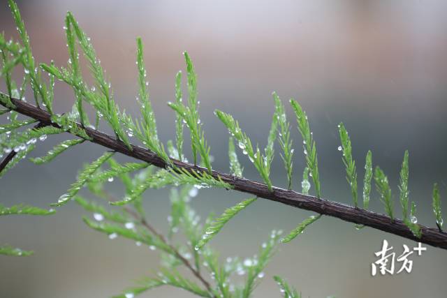 雨水節氣，廣東各地春意盎然，展現出一幅早春的景象。南方+記者 關銘榮 攝